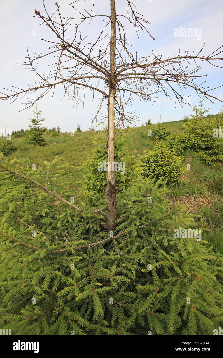 Red deer (Cervus elaphus) and Roe Deer (Capreolus capreolus) may damage young trees by removing bark from the trunk. Stock Photo