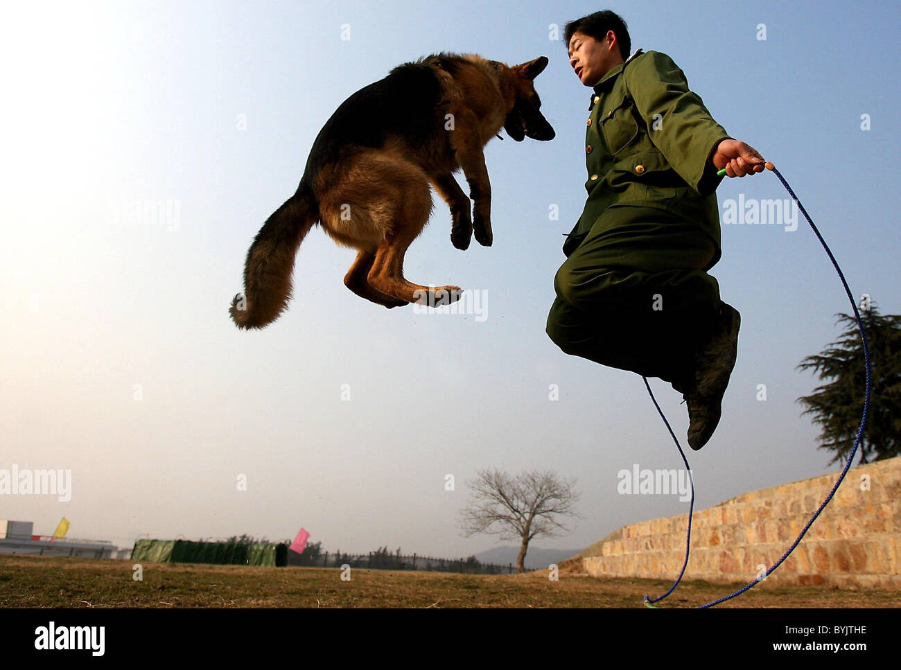 DOGS PUT THROUGH THEIR PACES These topnotch dogs are put through their