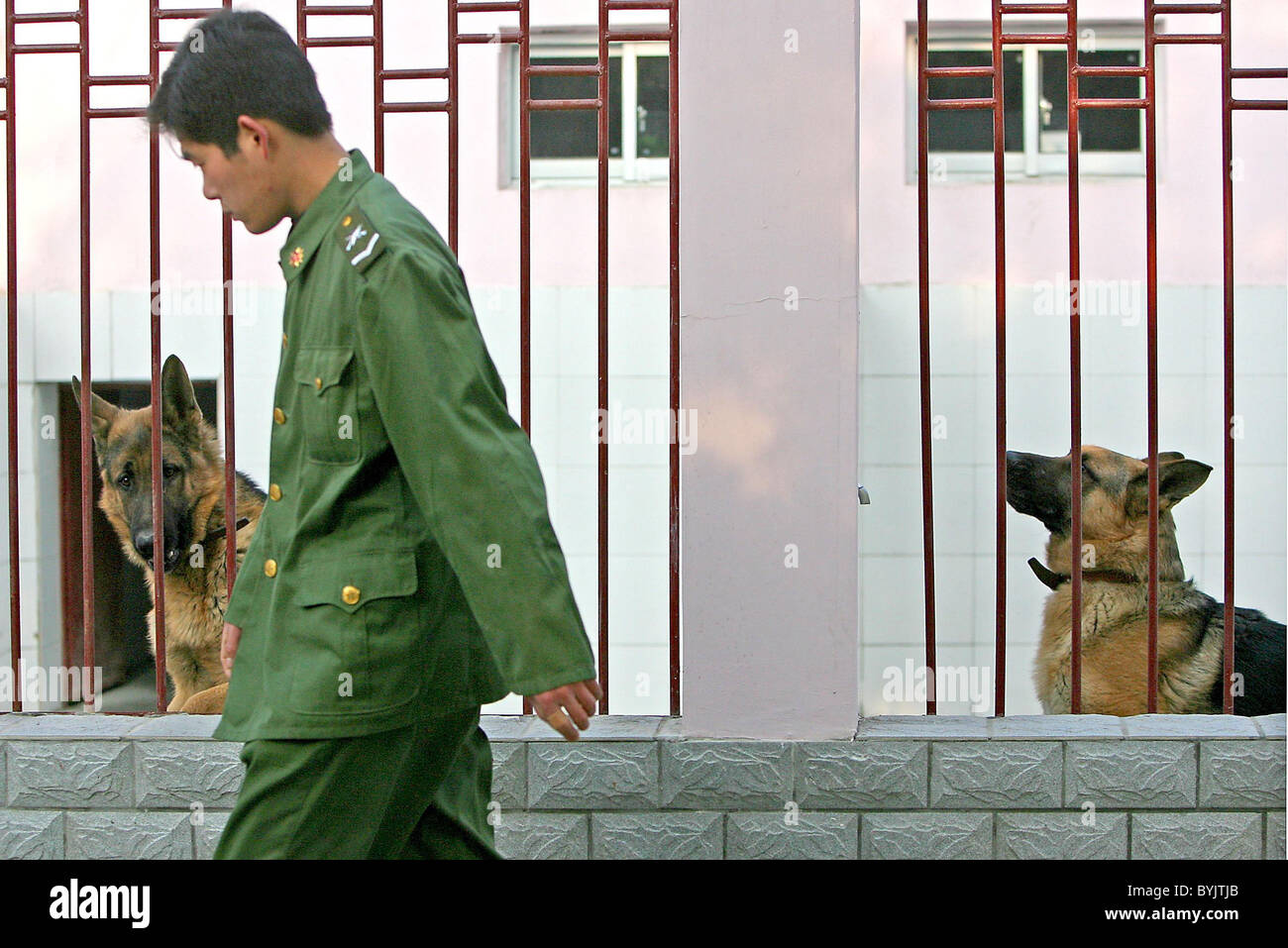 DOGS PUT THROUGH THEIR PACES These topnotch dogs are put through their