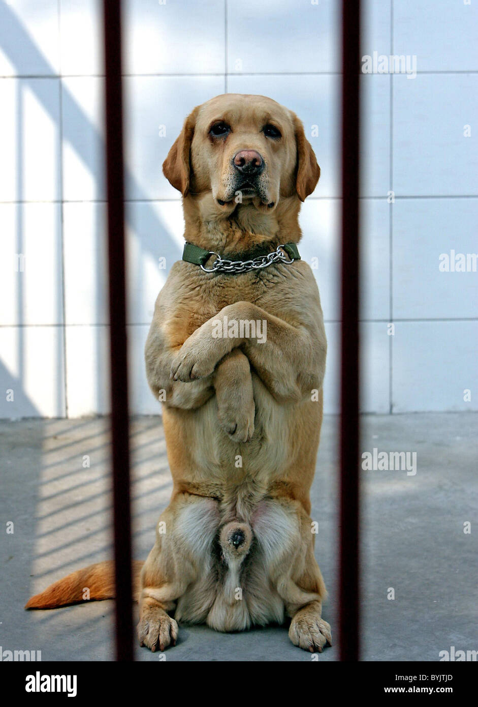 DOGS PUT THROUGH THEIR PACES These topnotch dogs are put through their
