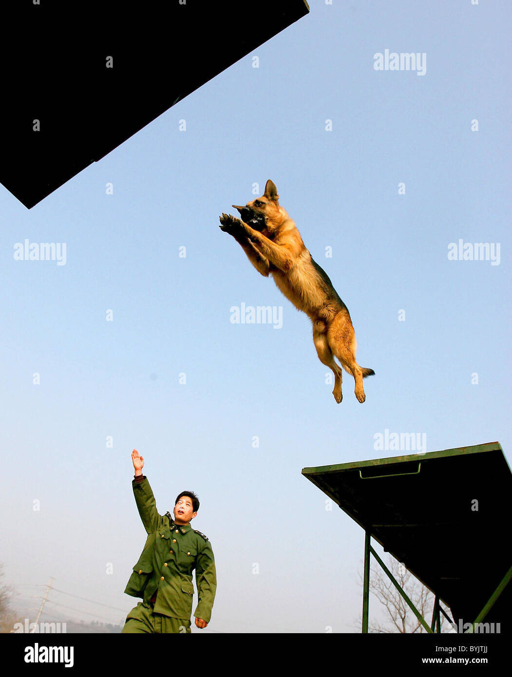 DOGS PUT THROUGH THEIR PACES These topnotch dogs are put through their