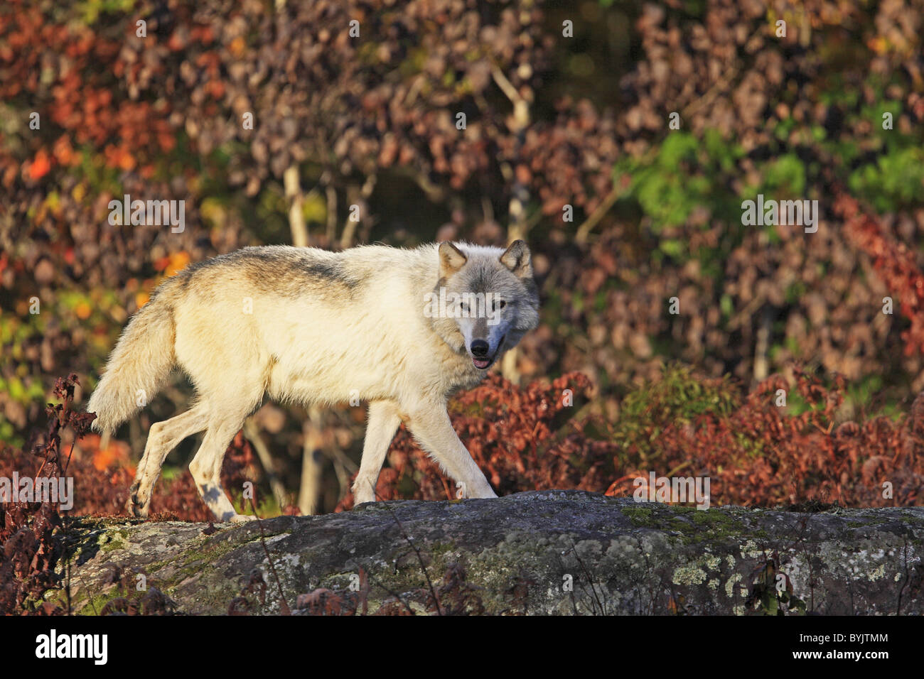 Grey Wolf, Gray Wolf (Canis lupus lycaon) walking on a rock with forest in autumn colors in background. Stock Photo