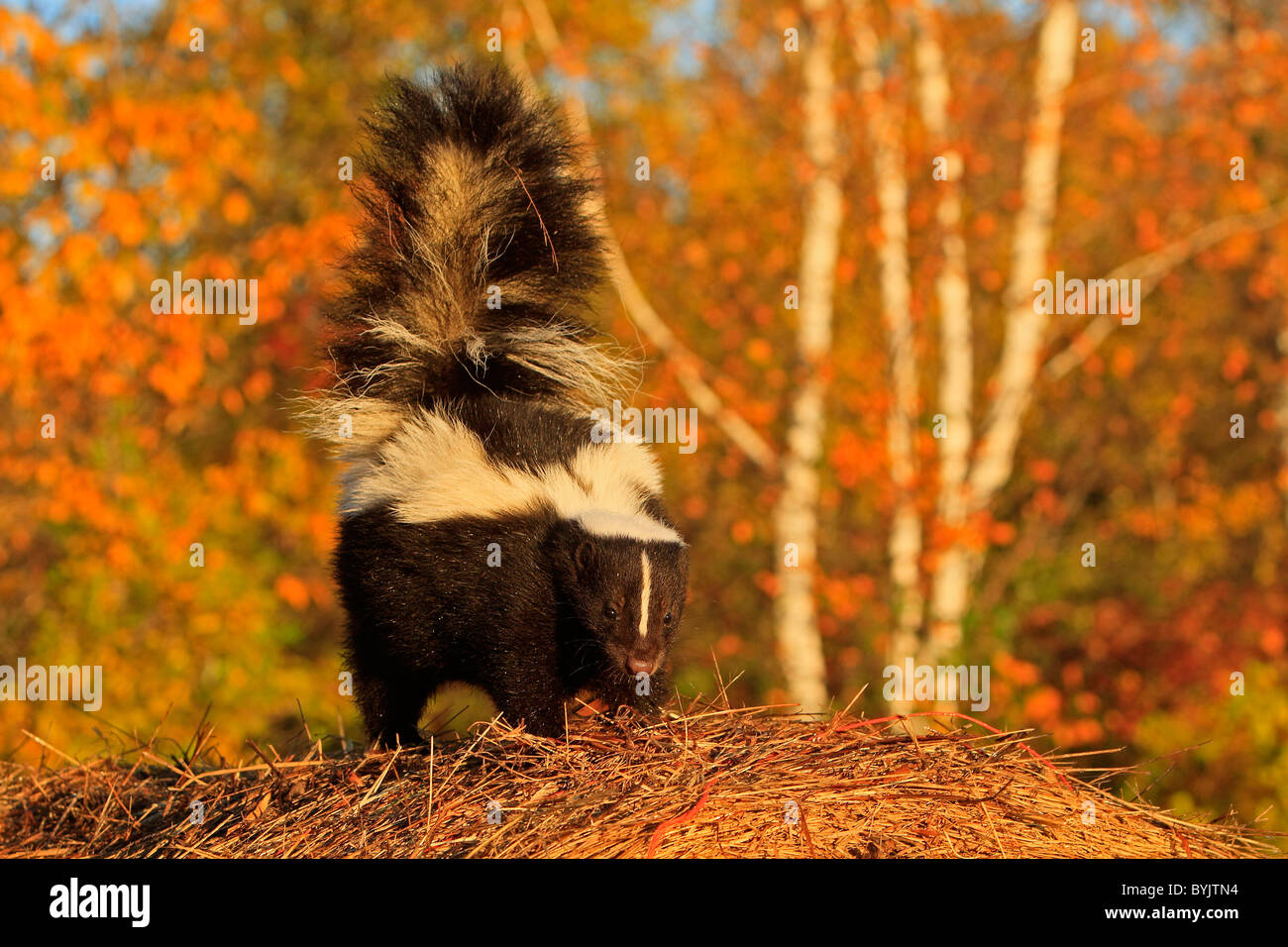 Striped Skunk (Mephitis mephitis) standing on the ground with trees in autumn colours in background. Stock Photo