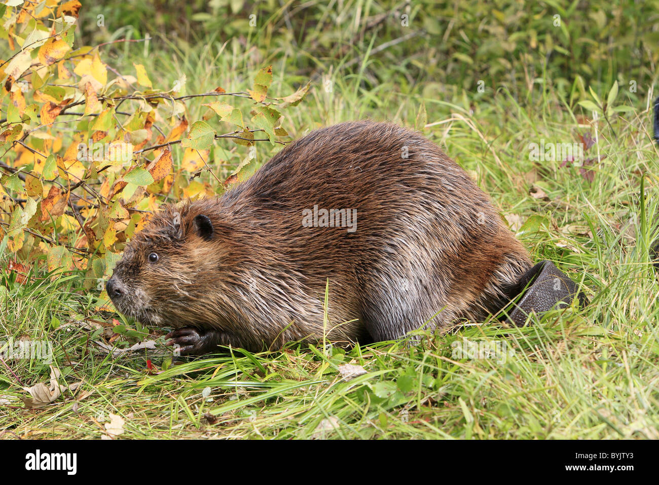 American Beaver, Canadian Beaver (Castor canadensis) on a bank, next to branches. Stock Photo