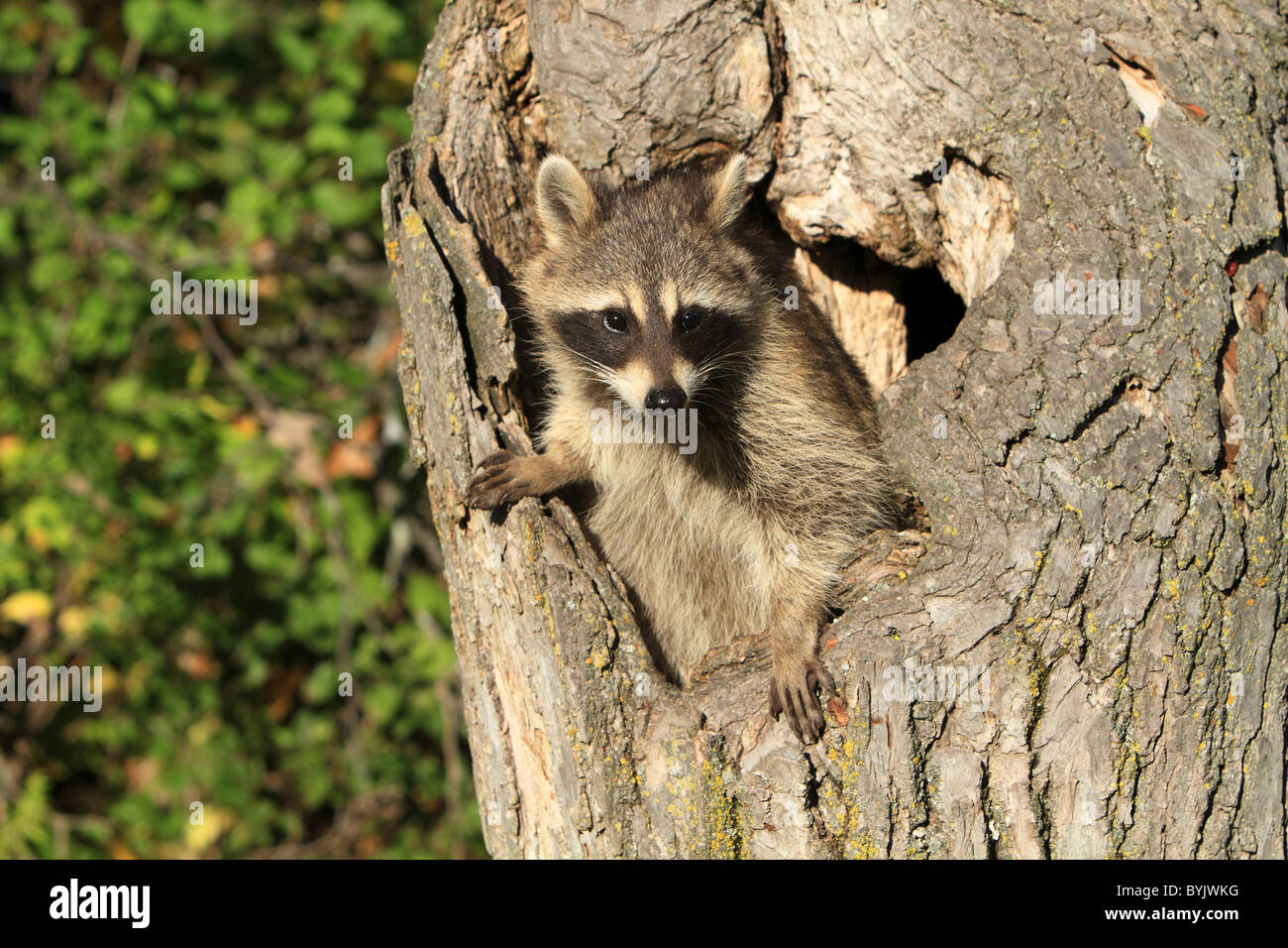 Raccoon (Procyon lotor) looking out from a tree hole. Stock Photo