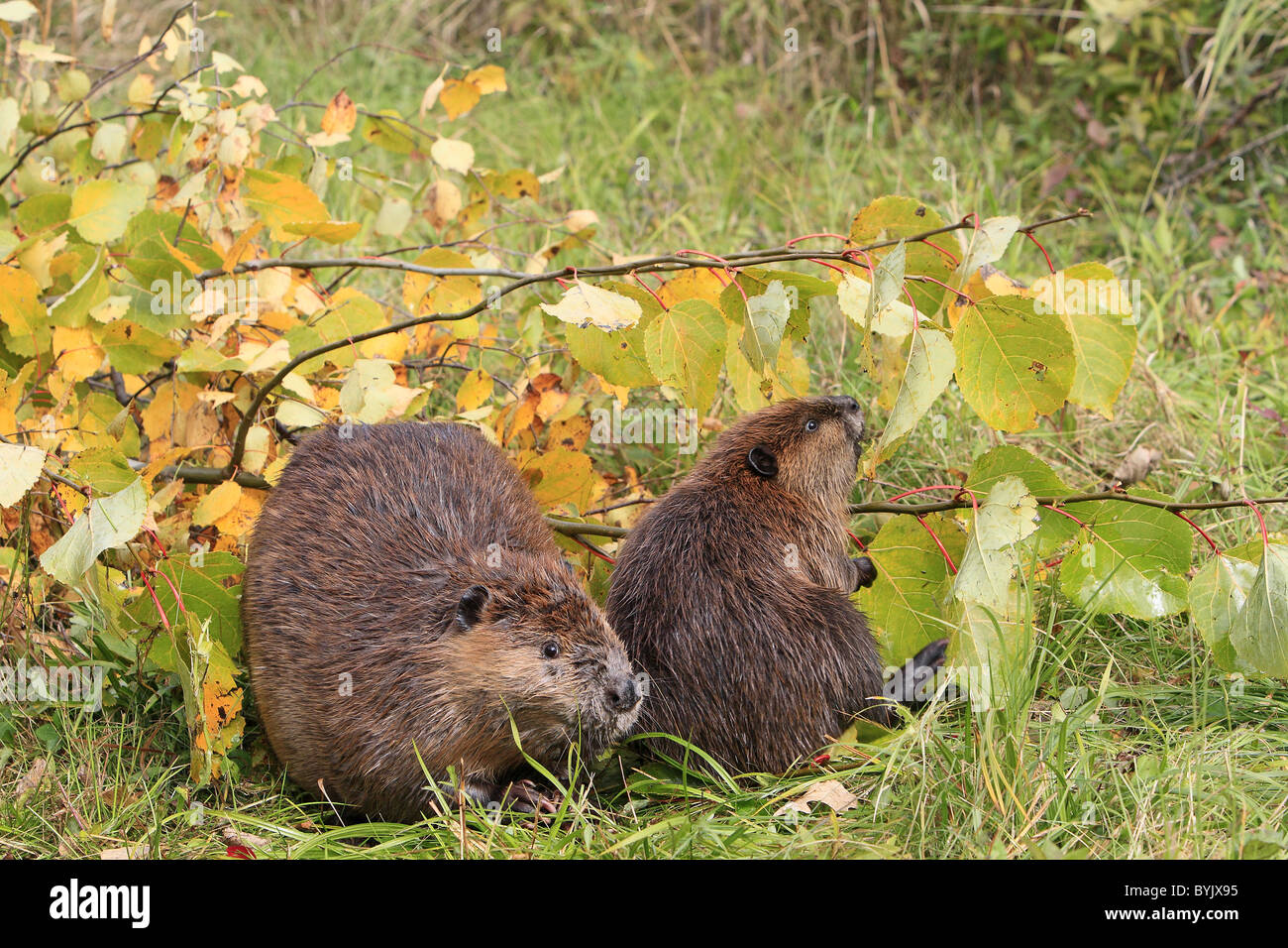 Adult beaver hires stock photography and images Alamy