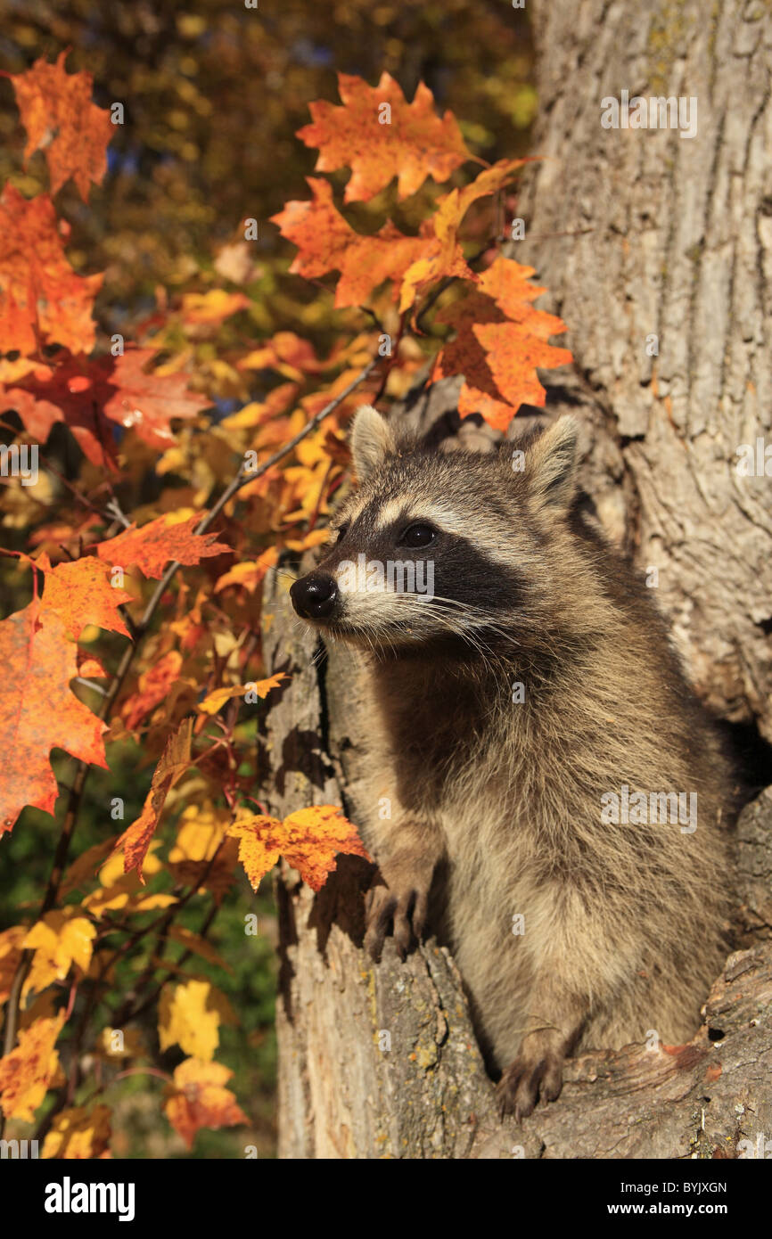 Raccoon (Procyon lotor) looking out from a hole in an oak. Stock Photo