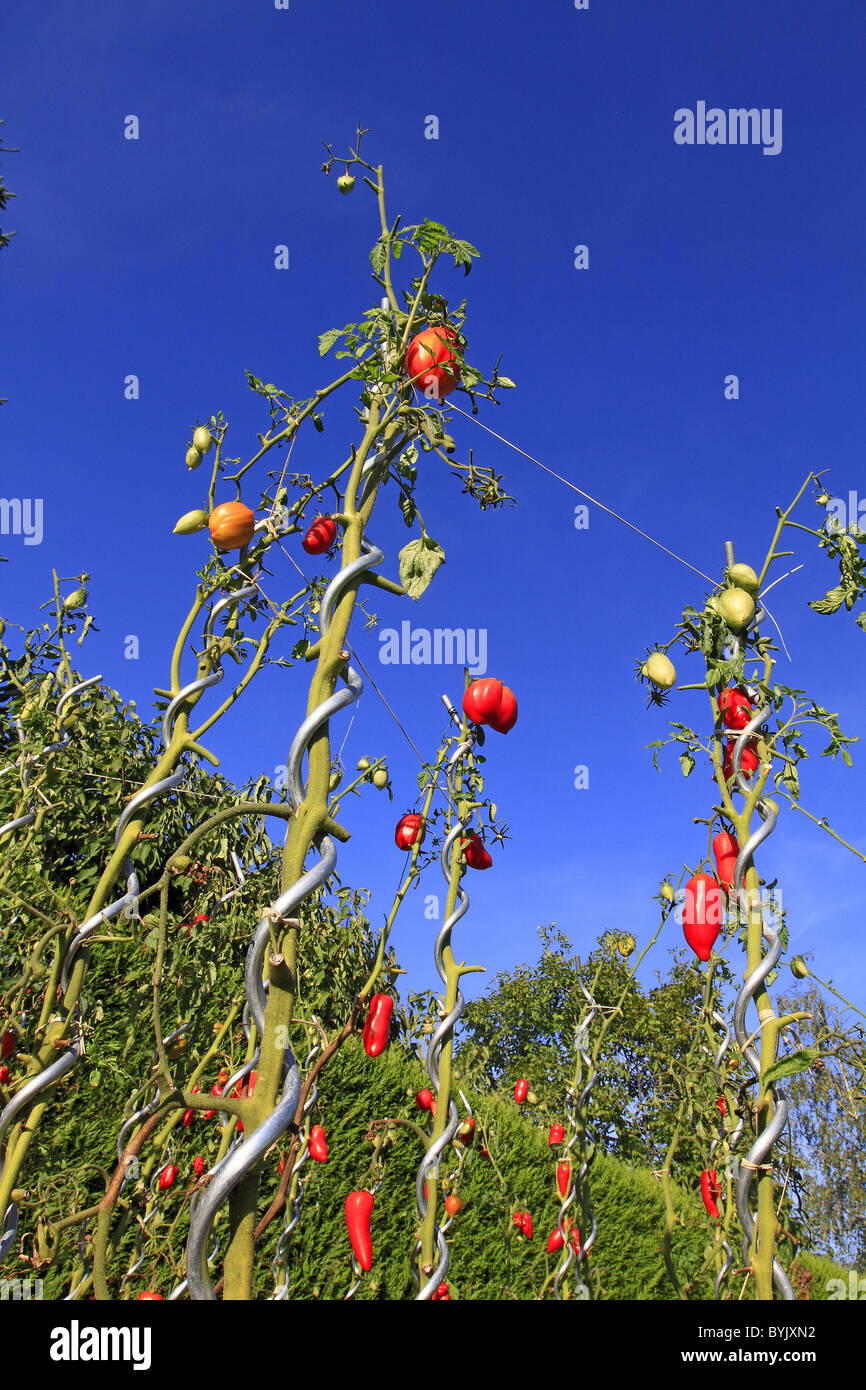Tomate (Solanum lycopersicum). Plants with ripe and unripe fruit on tomato sticks. Stock Photo