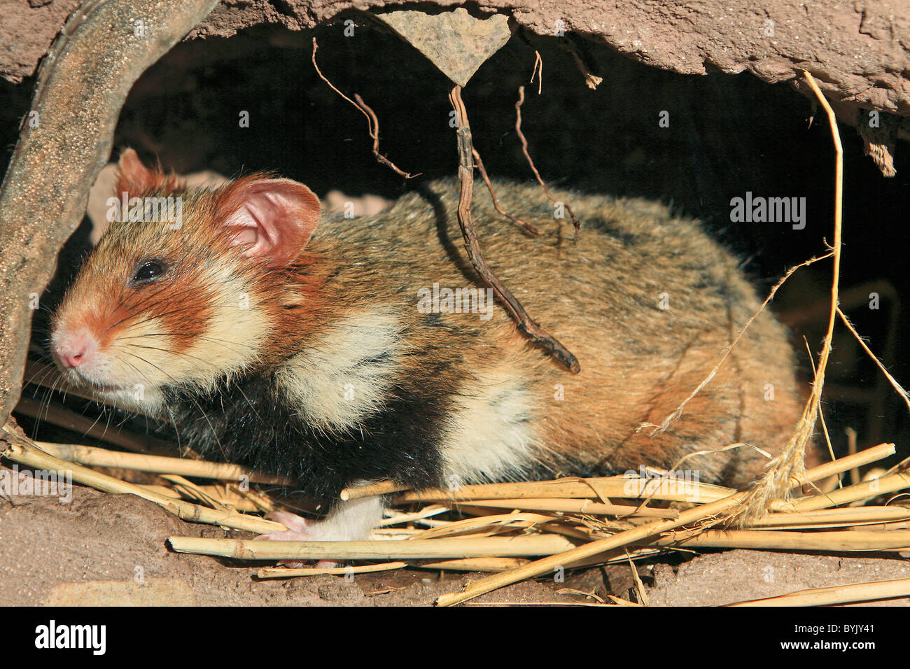 European Hamster, Blackbellied Hamster, Common Hamster (Cricetus