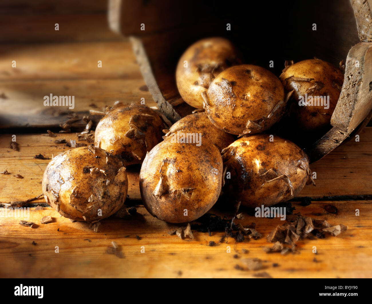 Fresh dug new potatoes Stock Photo