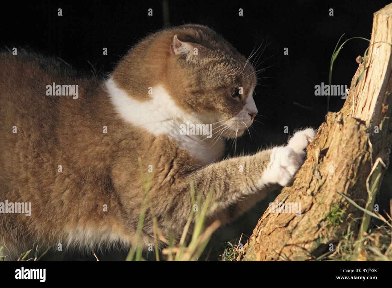 Cat claws scratching hires stock photography and images Alamy
