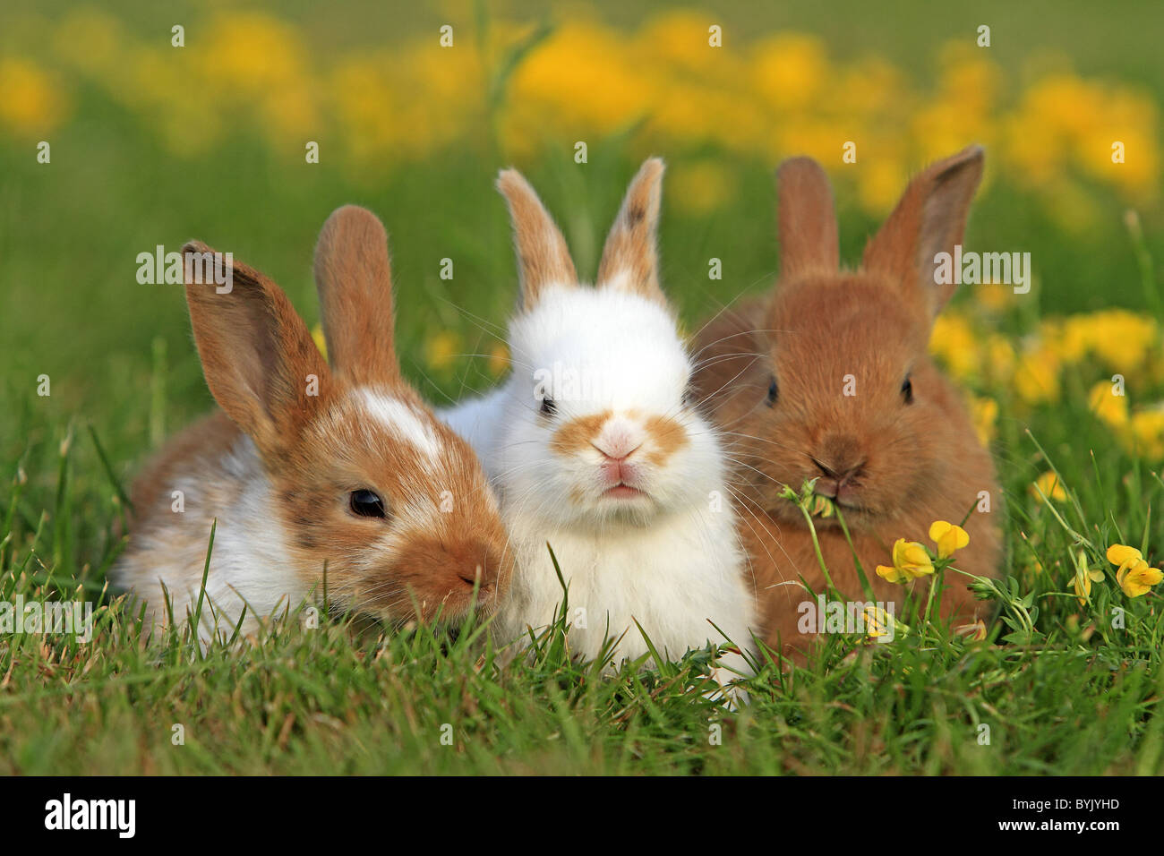 Domestic Rabbit, Dwarf Rabbit (Oryctolagus cuniculus f. domestica). Three individuals in a flowering meadow. Stock Photo