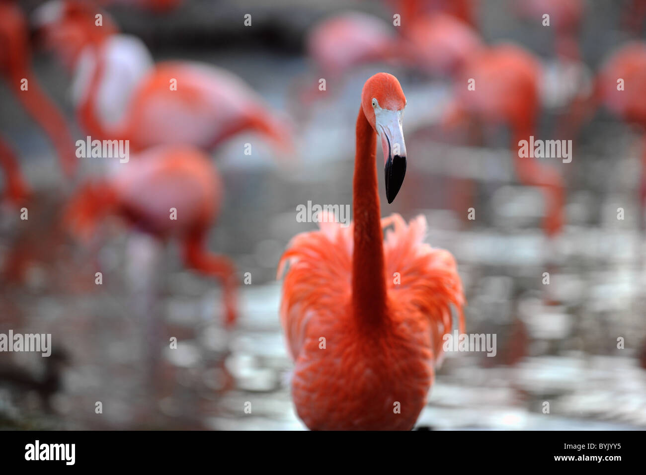 Phoenicopterus ruber. Portrait of a flamingo. Stock Photo