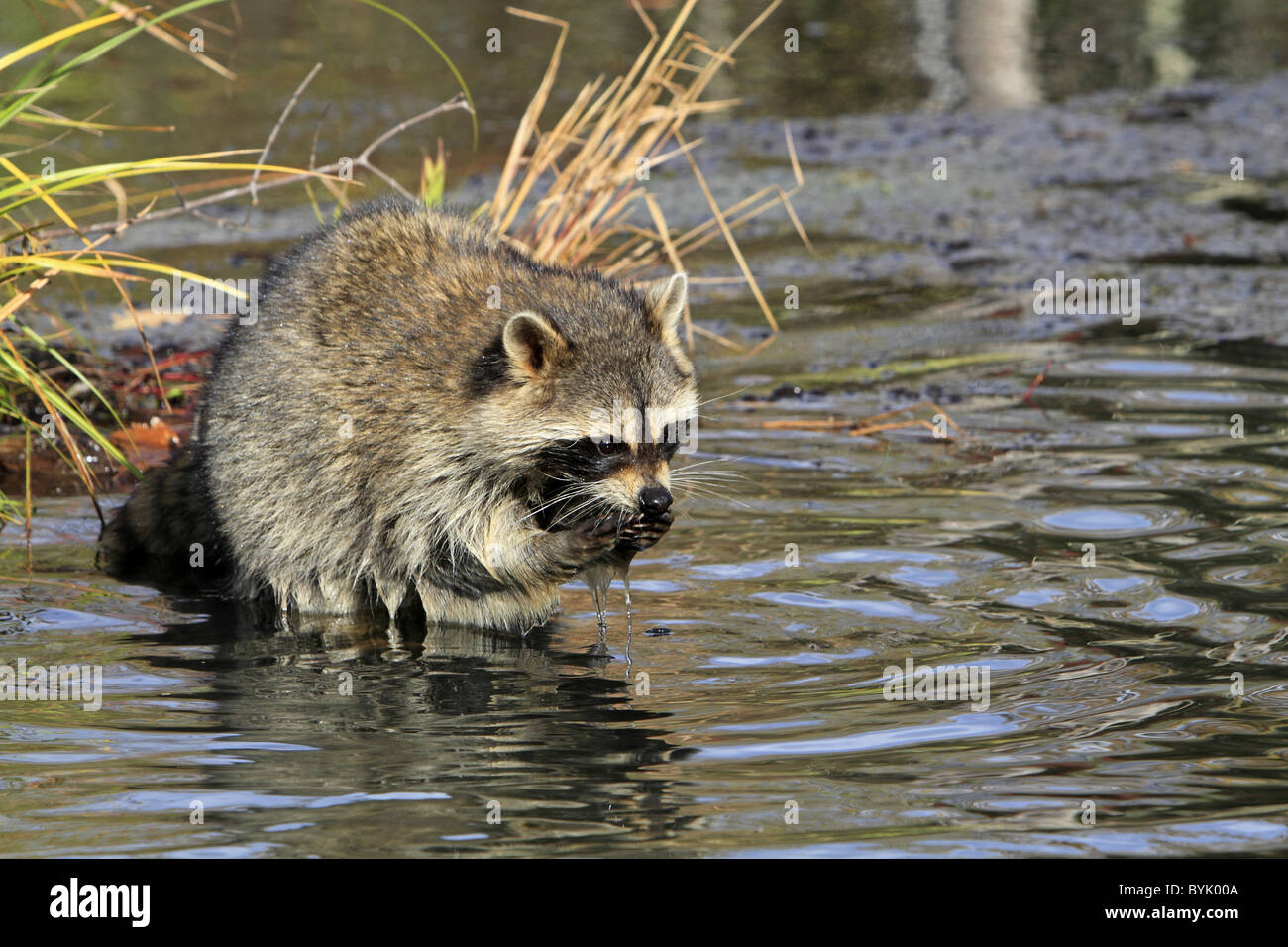 Raccoon river hi-res stock photography and images - Alamy
