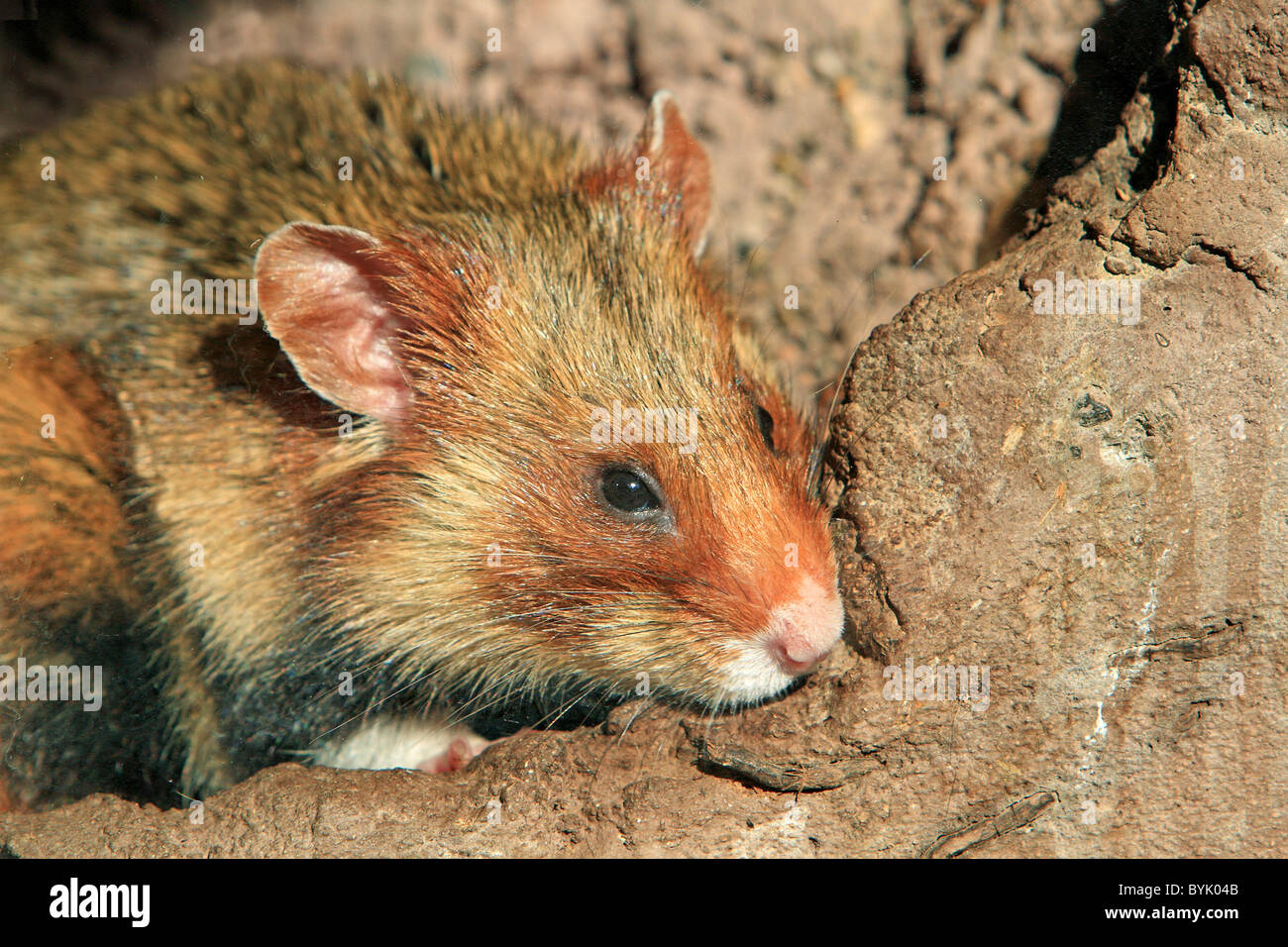European Hamster, Black-bellied Hamster, Common Hamster (Cricetus cricetus) in its underground burrow. Stock Photo