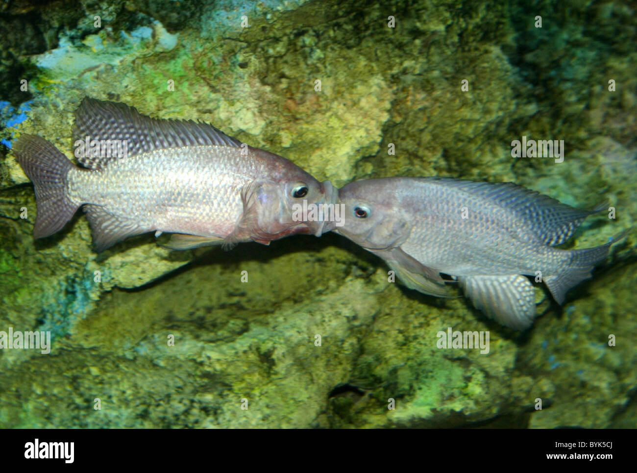TROUT POUT A pair of fish get frisky as they lock lips underwater. The