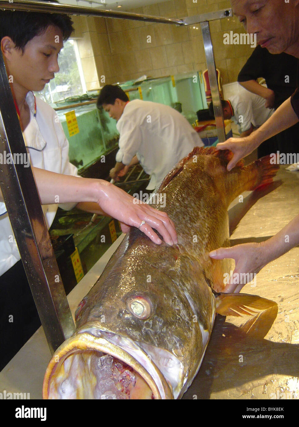 This heavyweight flat fish was landed in Jiangsu China, last week (Mar10).  Weighing in at 50 kilograms, its ten times the size Stock Photo - Alamy