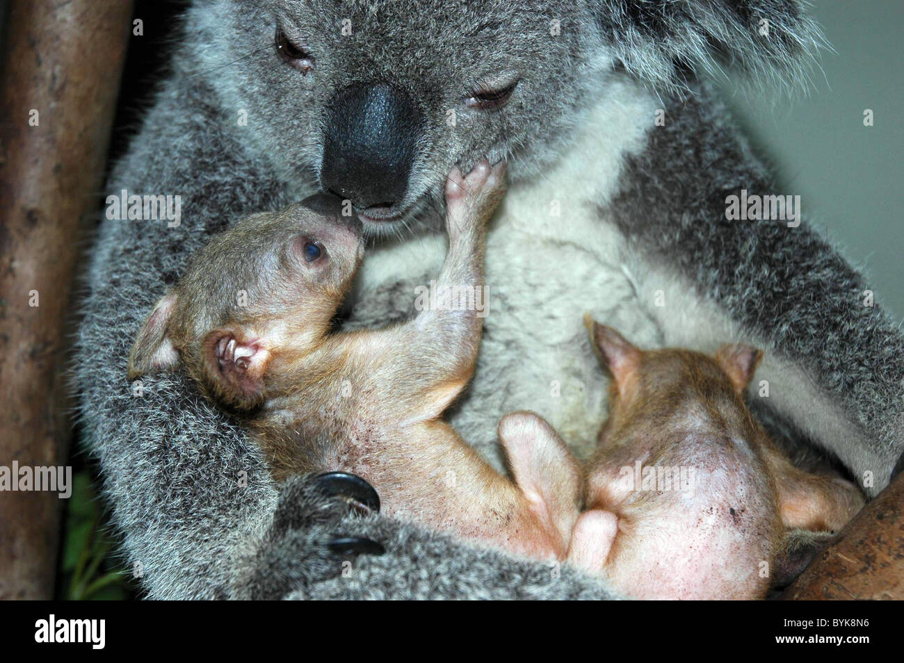 * WORLD'S FIRST TWIN KOALAS BORN IN CHINA The world's first set of twin