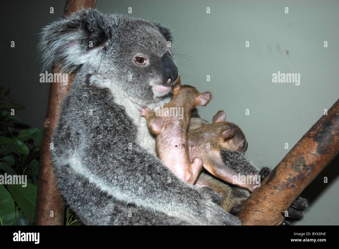 * WORLD'S FIRST TWIN KOALAS BORN IN CHINA The world's first set of twin