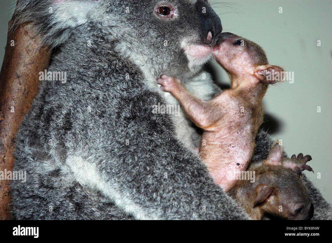 * WORLD'S FIRST TWIN KOALAS BORN IN CHINA The world's first set of twin