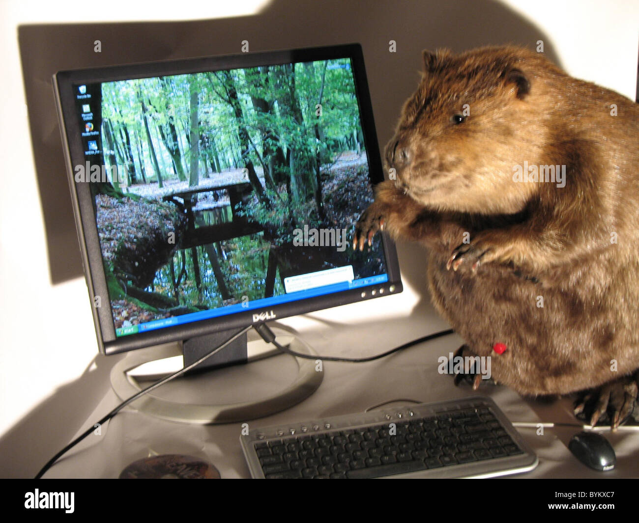The Compubeaver! The worlds of IT and taxidermy collide with this  compubeaver - a computer stuffed inside a dead beaver. While Stock Photo -  Alamy