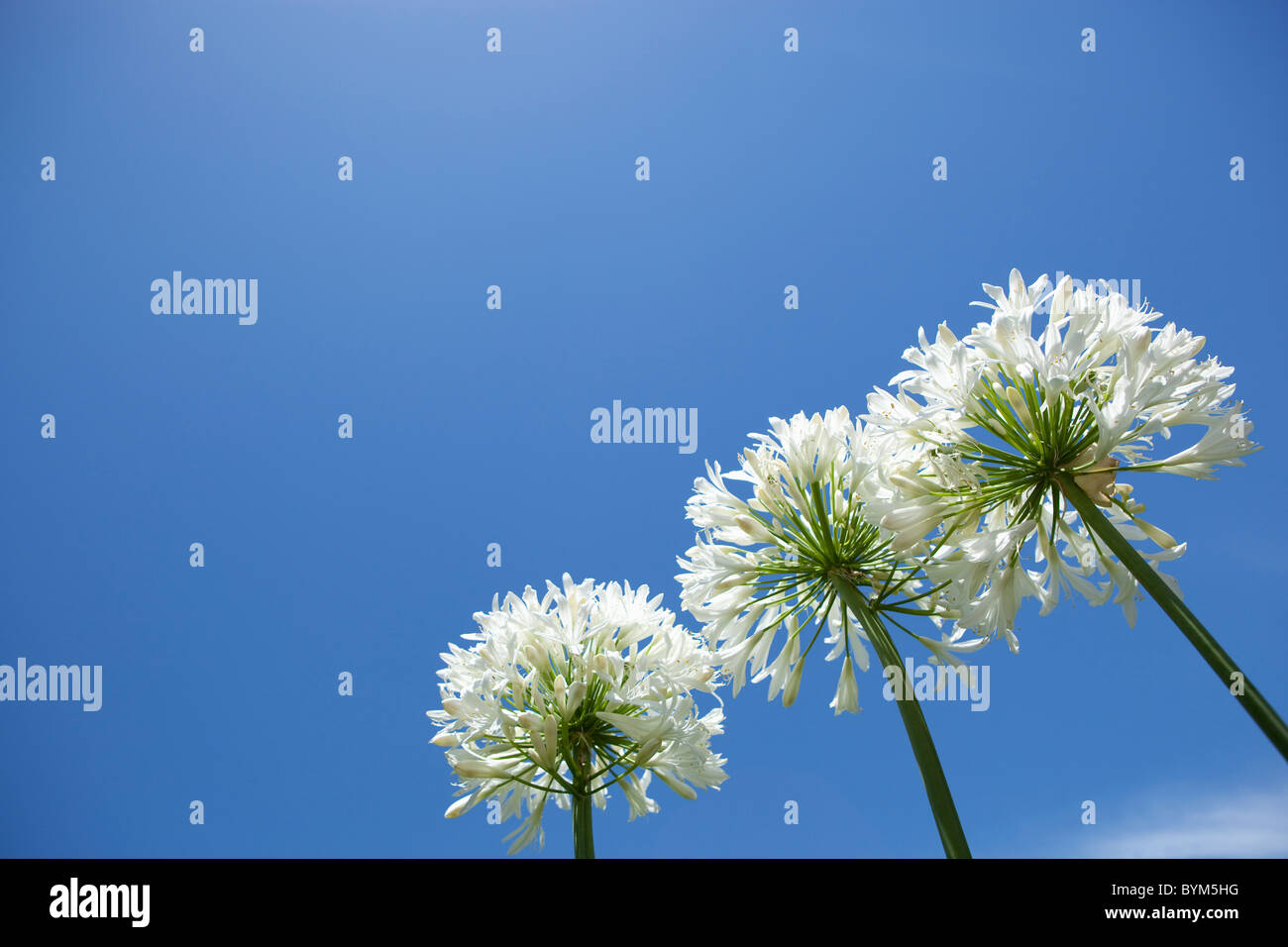 Low Angle View Flower Three Objects Clear Sky Stock Photo