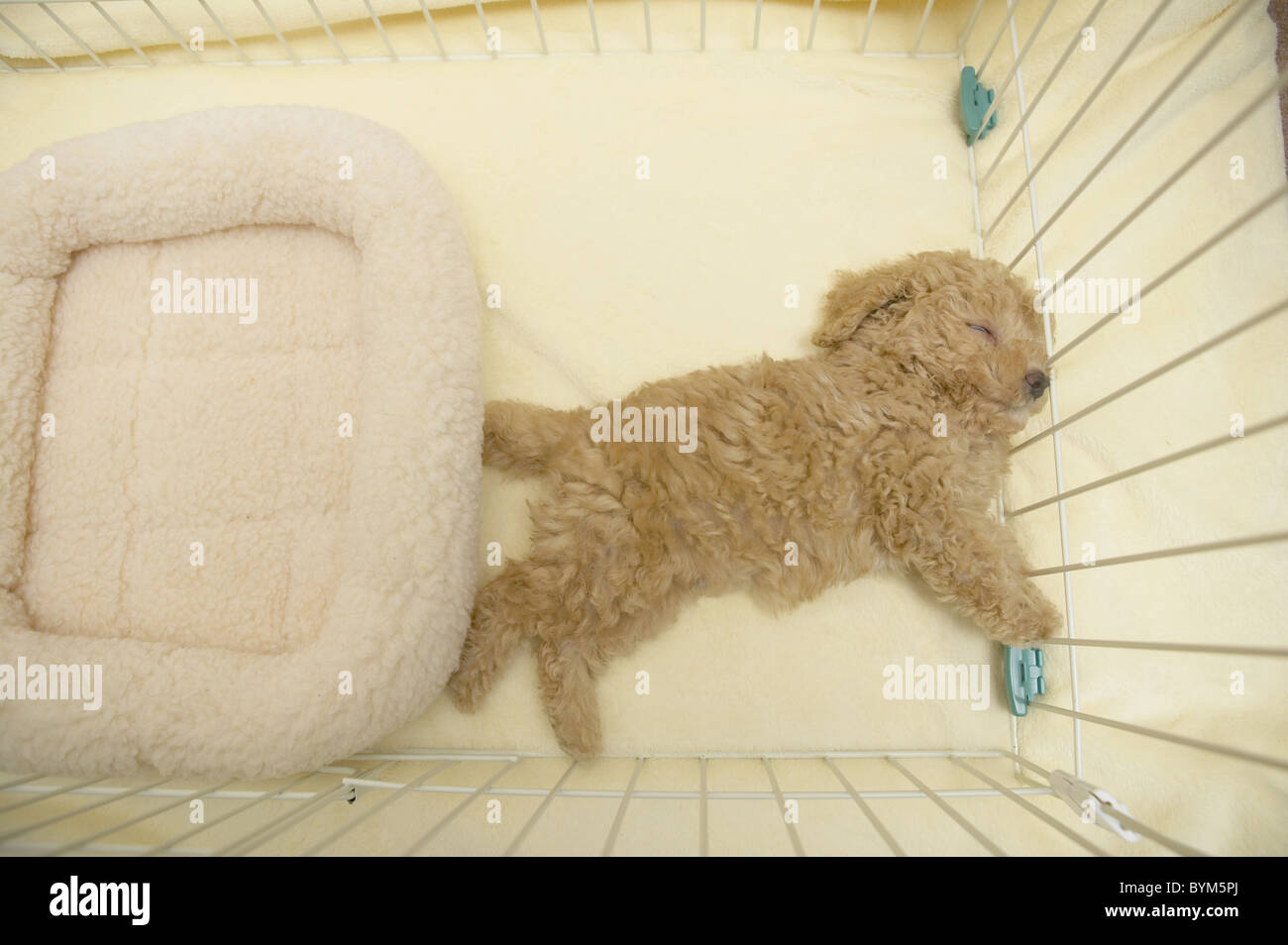 Toy Poodle Sleeping Stock Photo Alamy