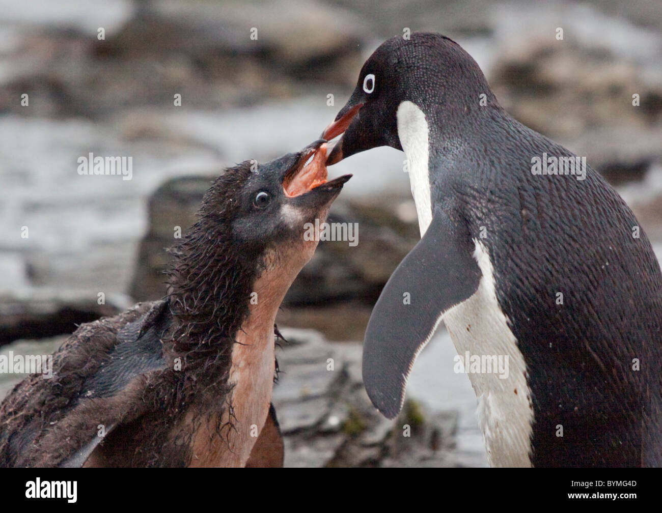Adelie Penguin (pygoscelis adeliae) feeding Krill to Chick, Shingle Cove, Coronation Island, South Orkneys Stock Photo
