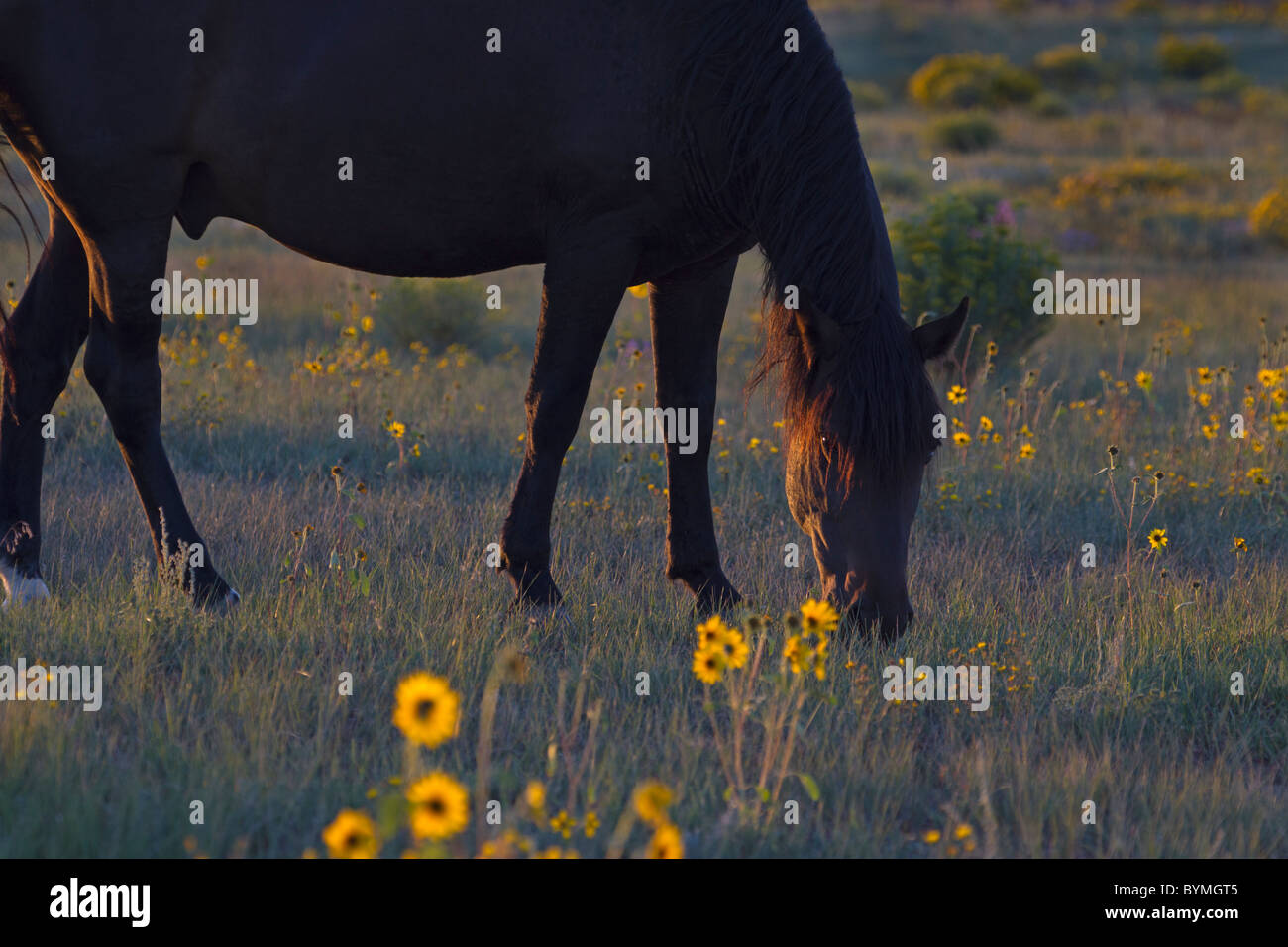 Liver Chestnut Mustang Stallion Grazing in Wildflowers in Late Day Light Stock Photo