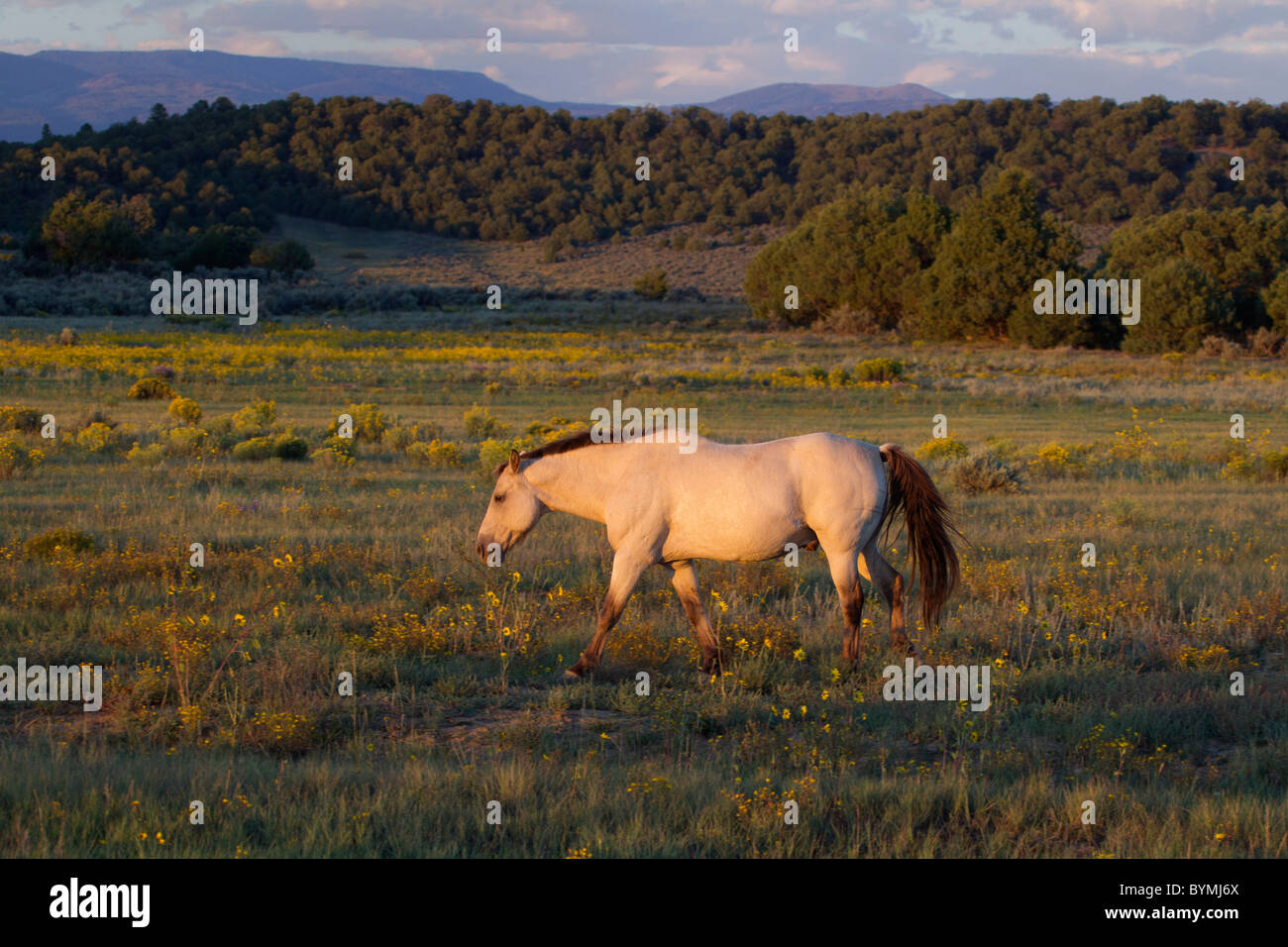 Light Buckskin Mustang Grazing in Late Light in Wildflowers Stock Photo