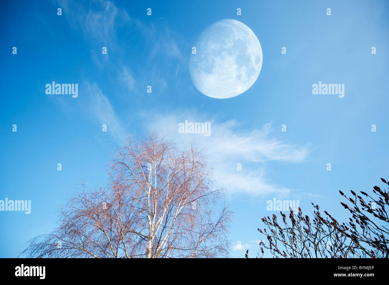Silver Birch and Rhus tree branches with moon Stock Photo
