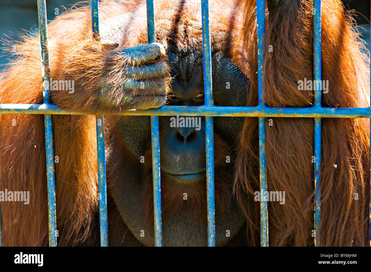 Male orangutan, Ponginae Pongo Zoo, Yogyakarta, Indonesia Stock Photo