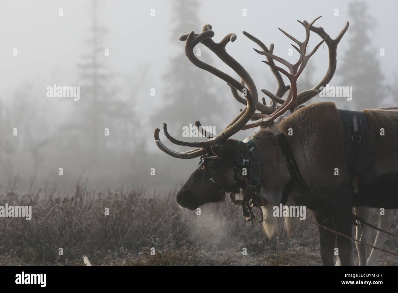 Reindeer on a freezing October morning near a Saami camp site in the tundra of the Kola peninsula, Russia Stock Photo