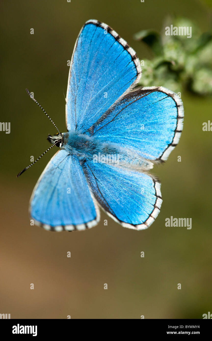 Adonis Blue (Lysandra bellargus), wings open Stock Photo