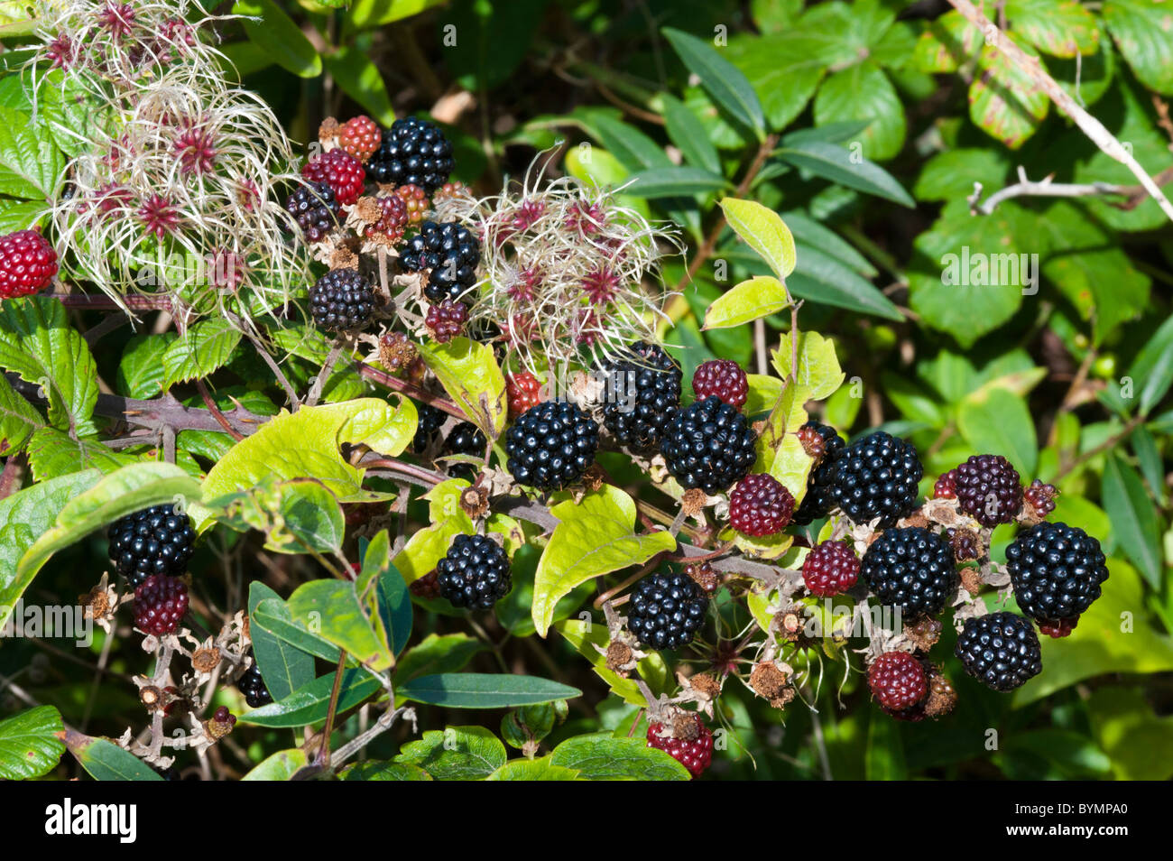 Blackberries with Old Man's Beard seed heads Stock Photo
