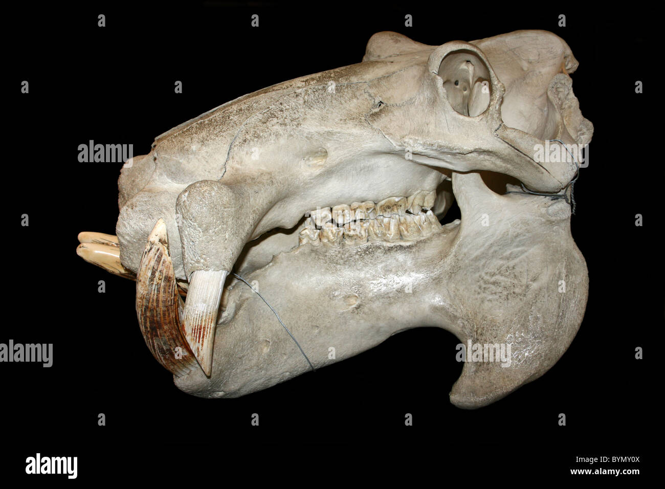 Hippopotamus Skull Stock Photo