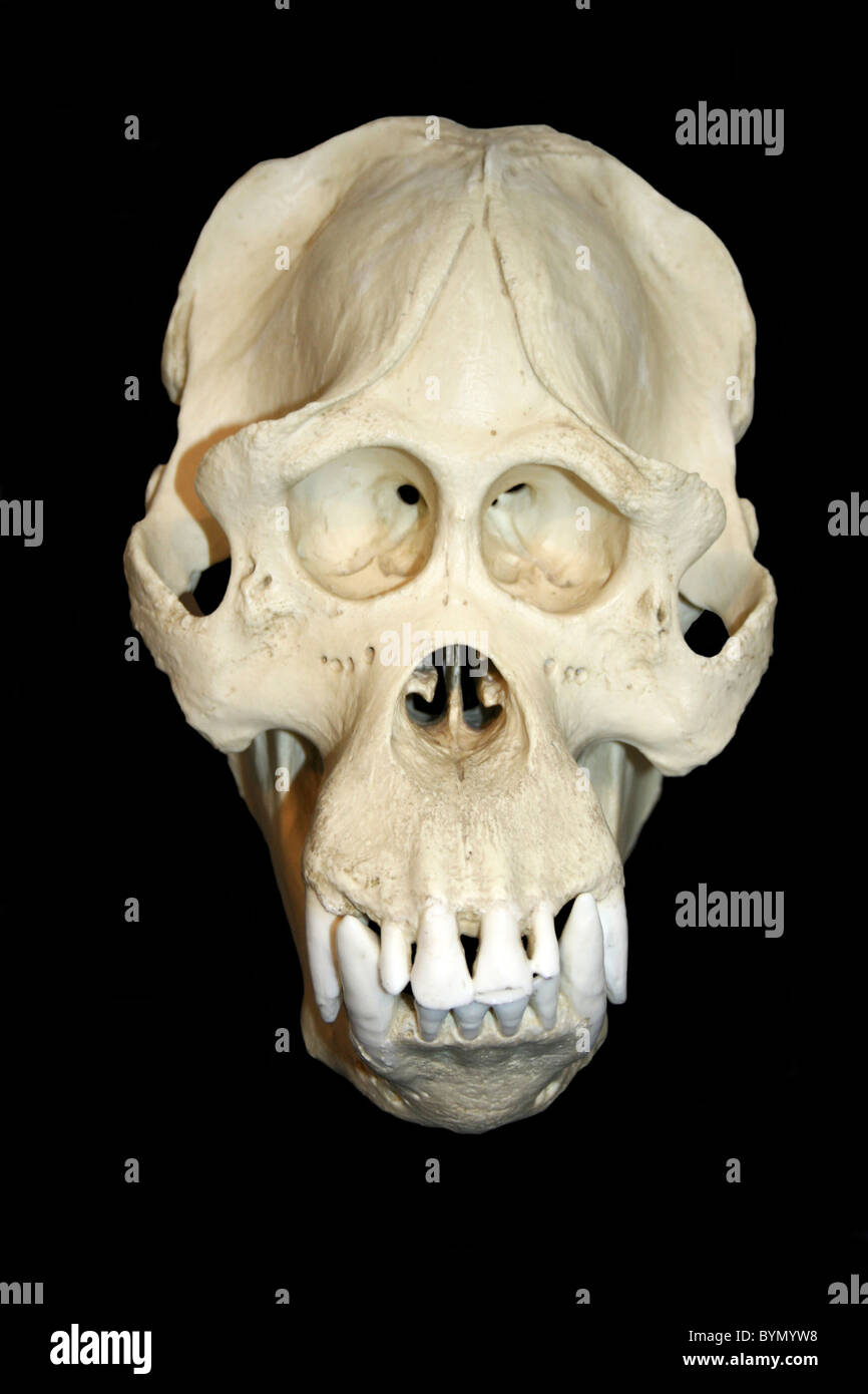 Orangutan skull hi-res stock photography and images - Alamy
