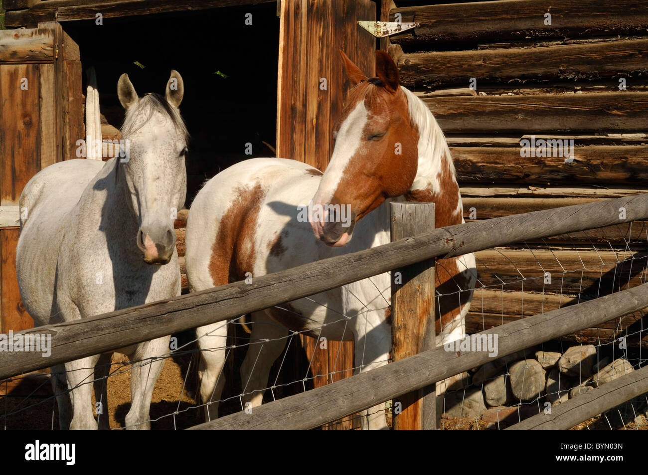 Horses, Log Cabin, barn, chinking, Salmon, Idaho Stock Photo Alamy