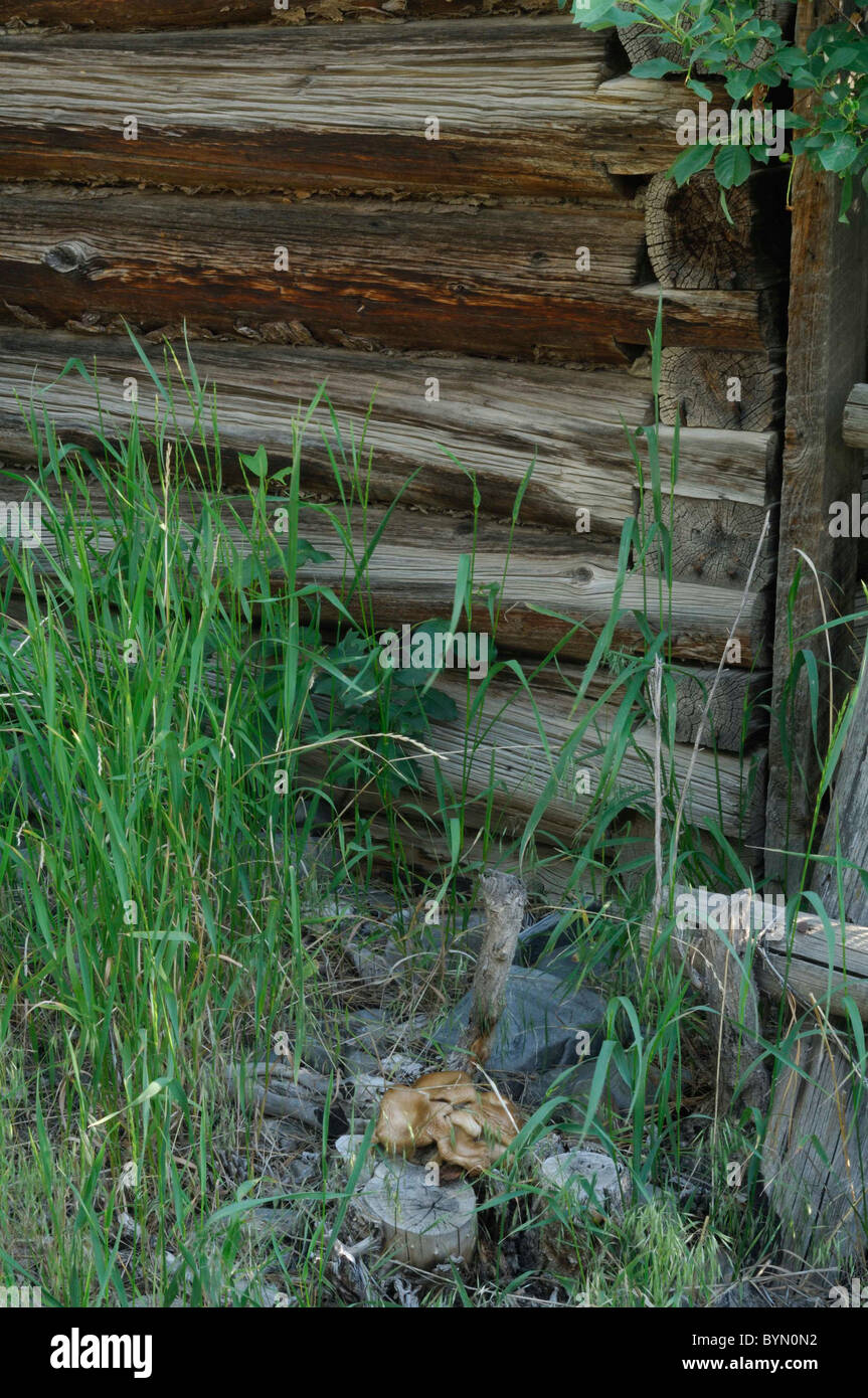 Log Cabin, barn, Salmon, Idaho Stock Photo Alamy