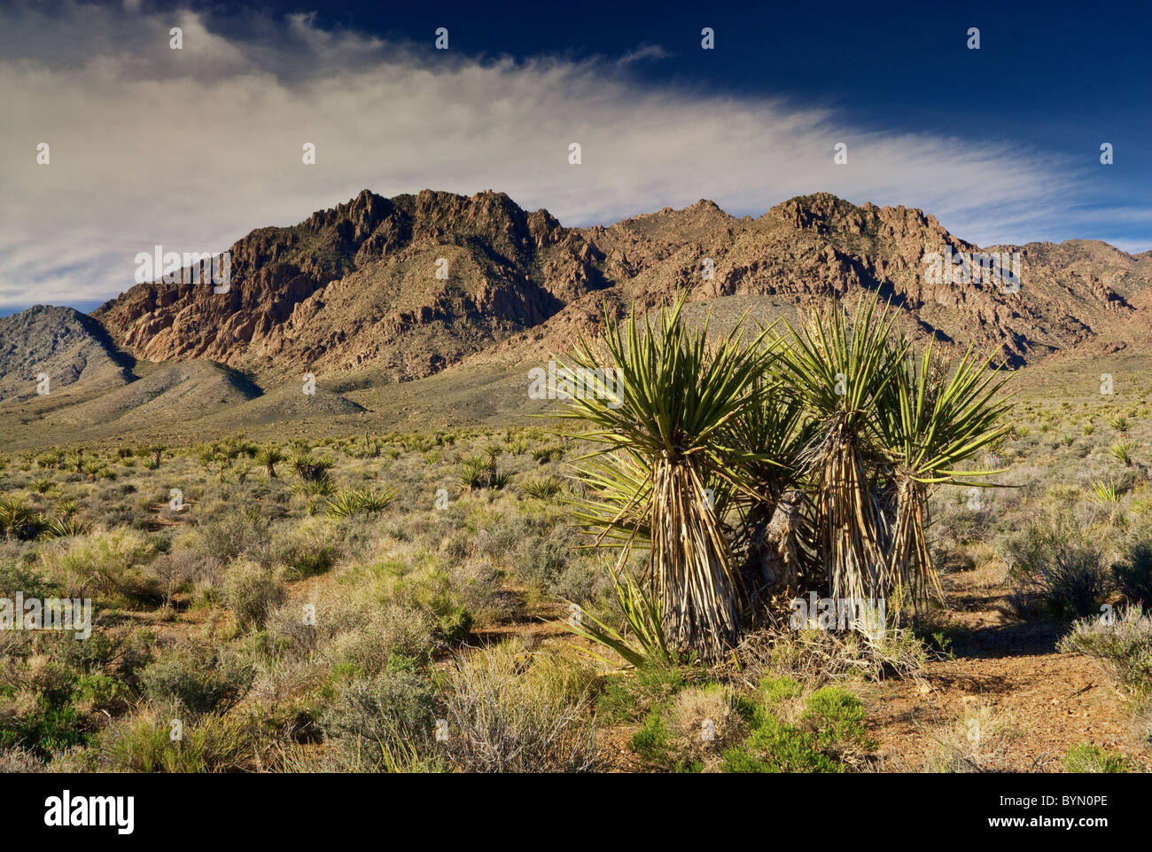 Mojave yucca also known as Spanish Dagger with Kingston Range mountains in Mojave Desert, California, USA Stock Photo
