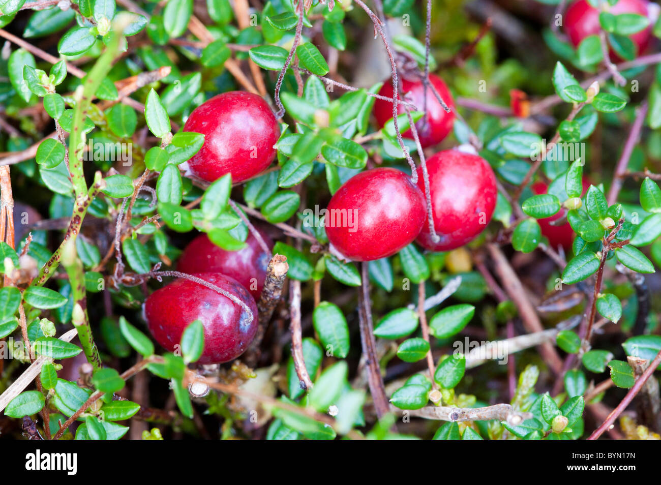 Cranberry (Vaccinium oxycoccus), fruits Stock Photo