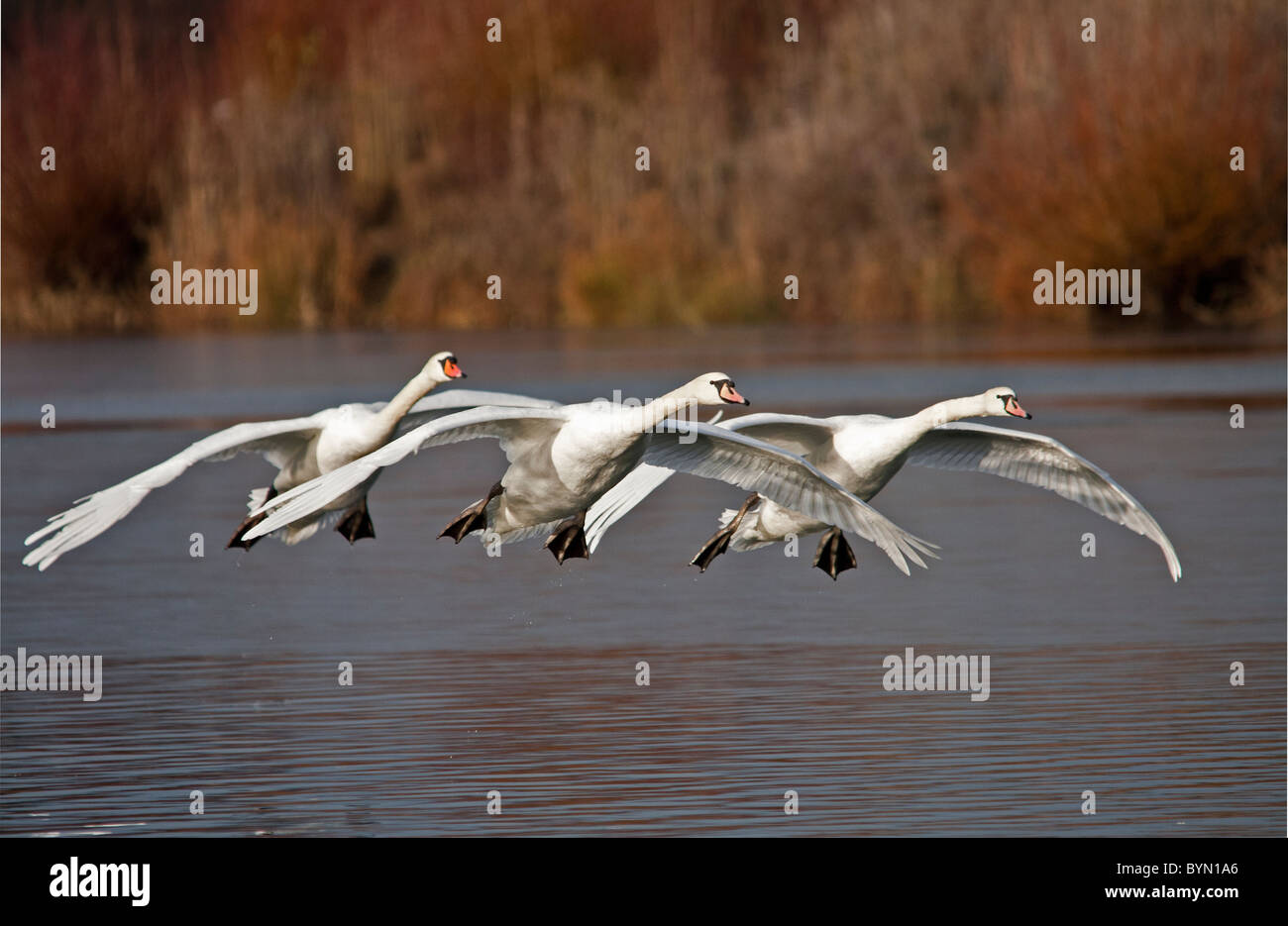 Three Swans in Formation Flying Display Stock Photo Alamy
