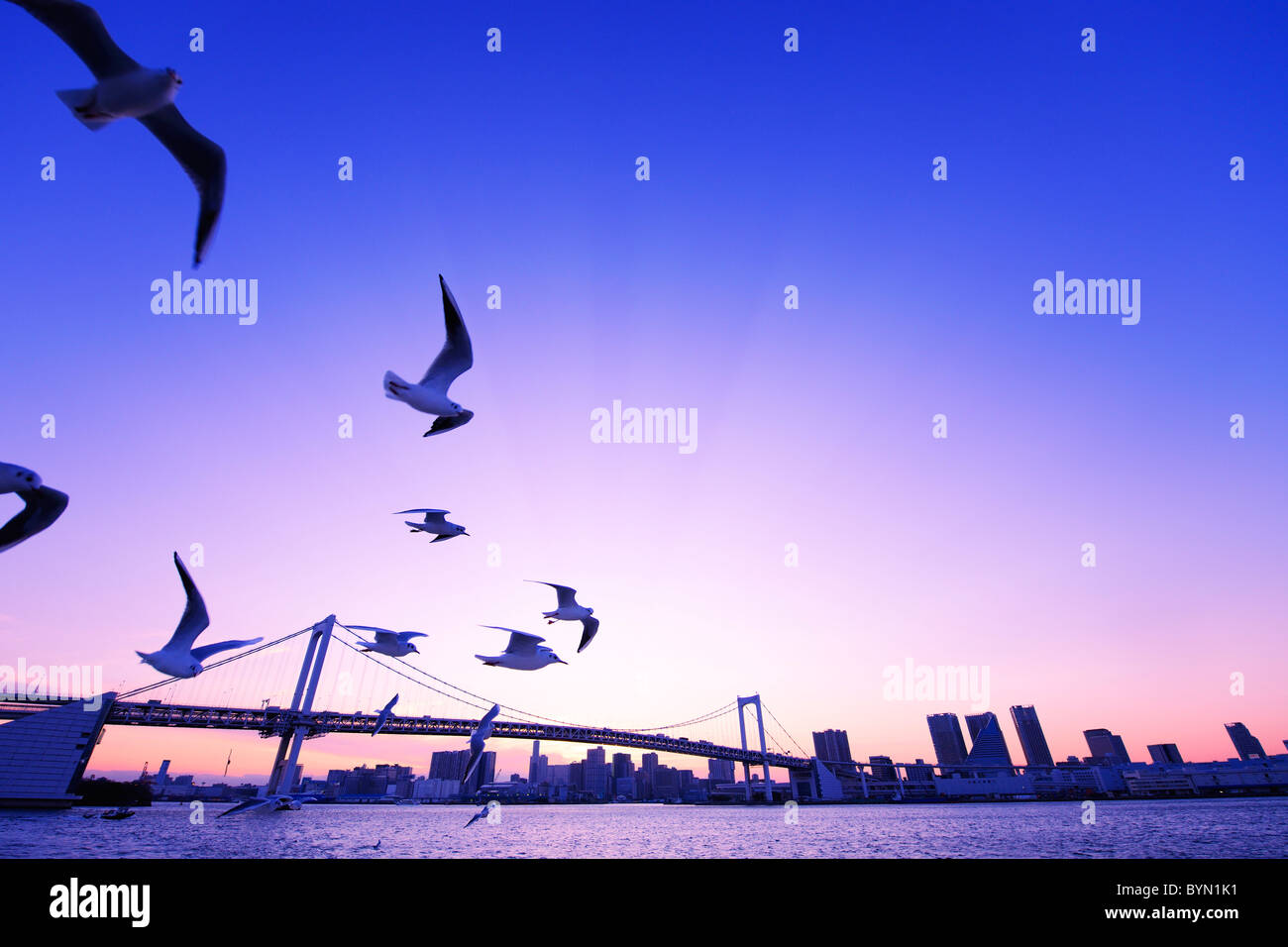 Flock of Birds Flying in Tokyo Stock Photo