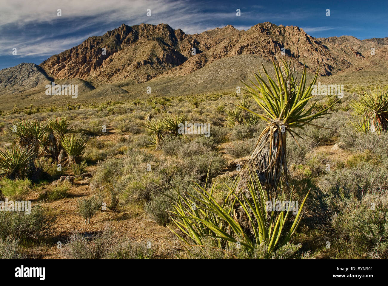 Mojave yucca also known as Spanish Dagger with Kingston Range mountains in Mojave Desert, California, USA Stock Photo