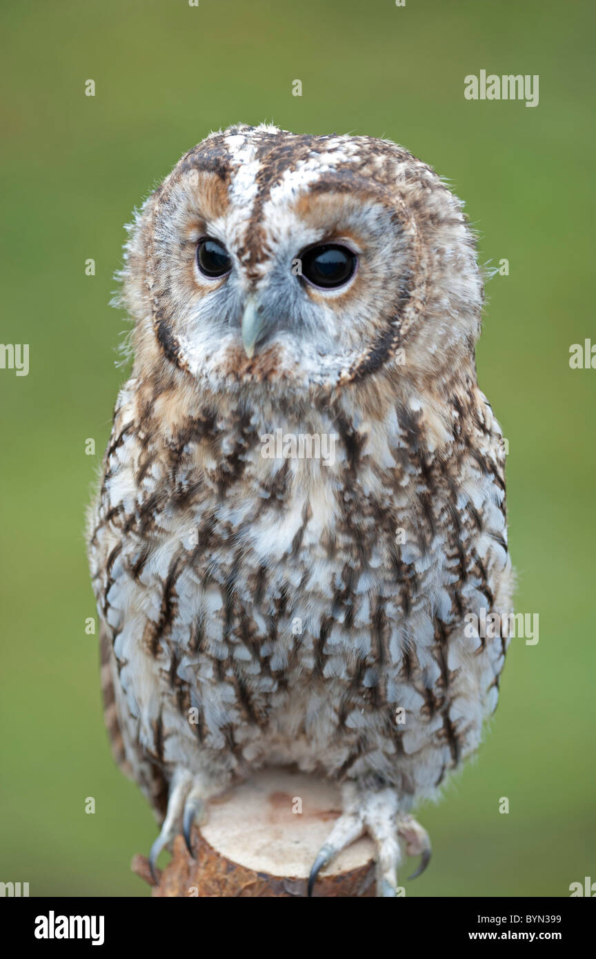 Tawny Owl (Strix aluco), female Stock Photo