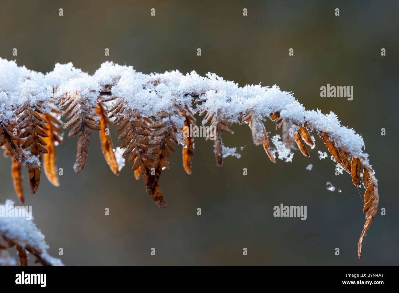 Bracken (Pteridium aquilinum), with snow Stock Photo
