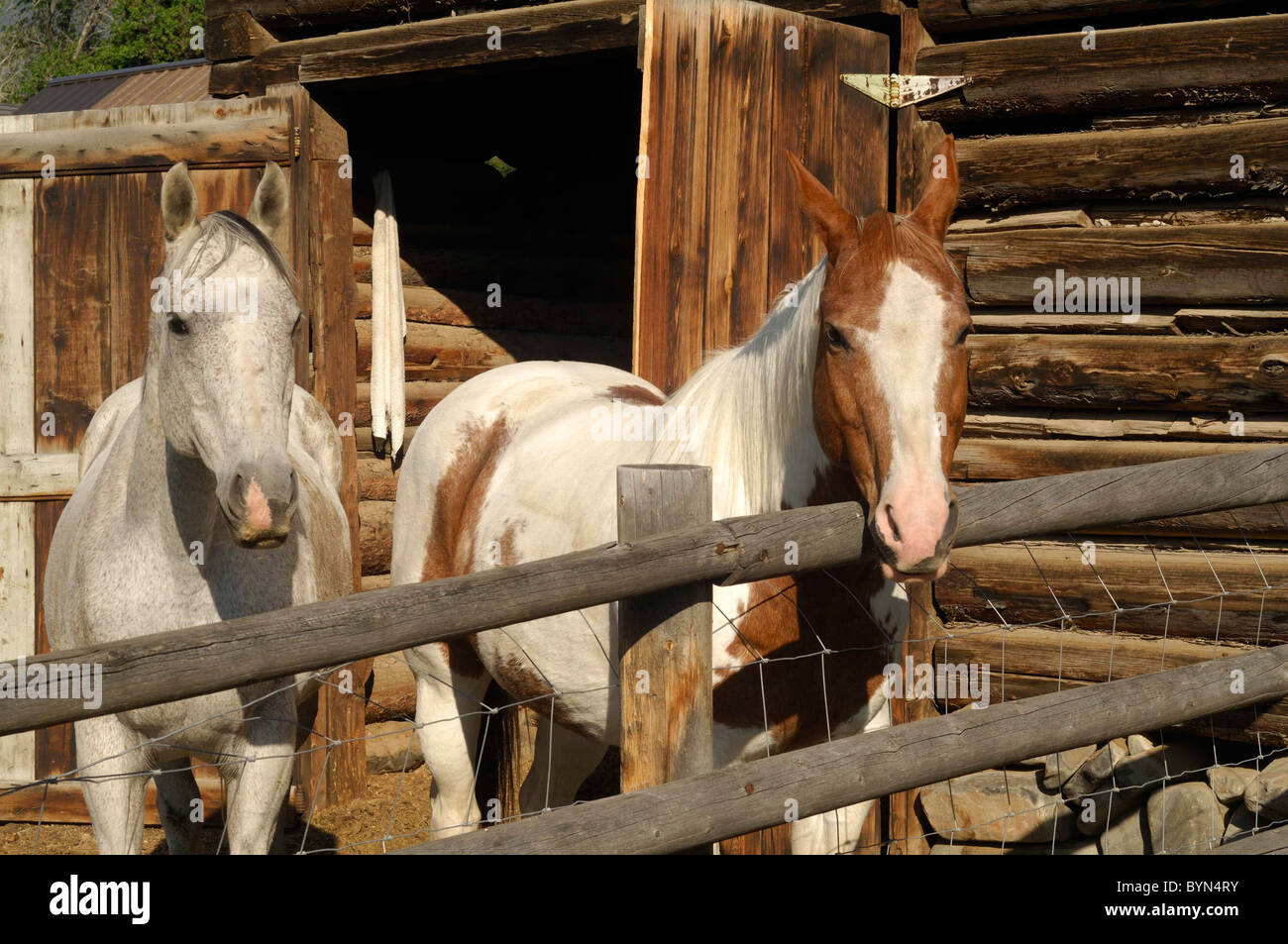 Horses, Log Cabin, barn, chinking, Salmon, Idaho Stock Photo Alamy