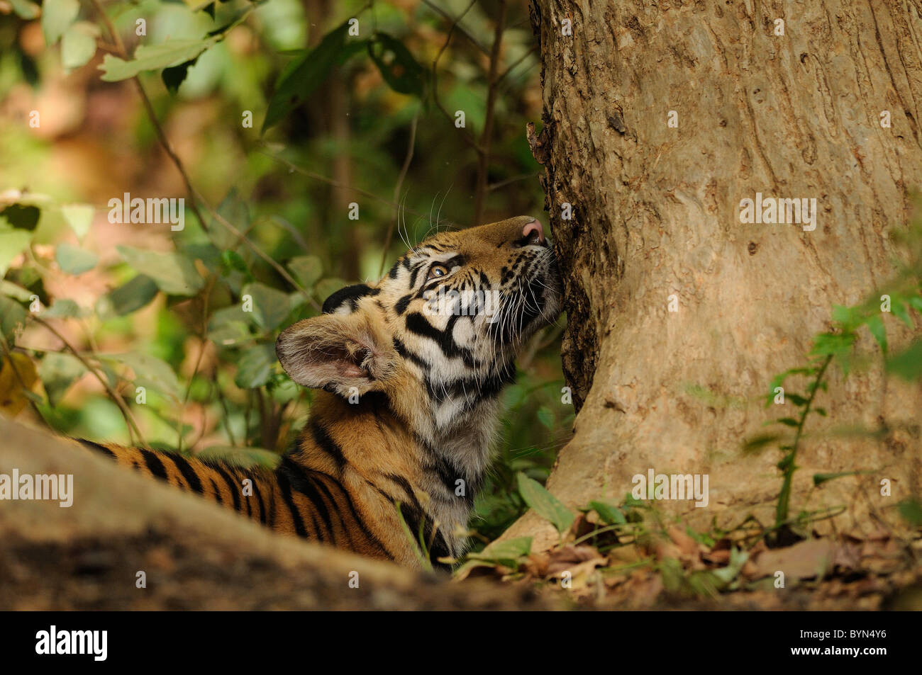 6-month-old male Bengal Tiger cub smelling a tree in Bandhavgarh Tiger Reserve, India Stock Photo
