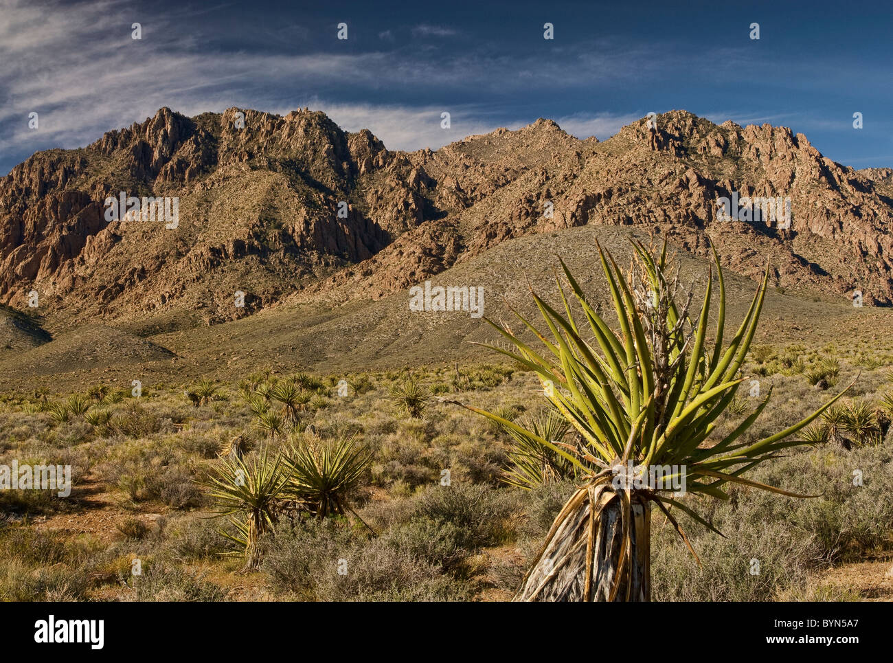 Mojave yucca also known as Spanish Dagger with Kingston Range mountains in Mojave Desert, California, USA Stock Photo