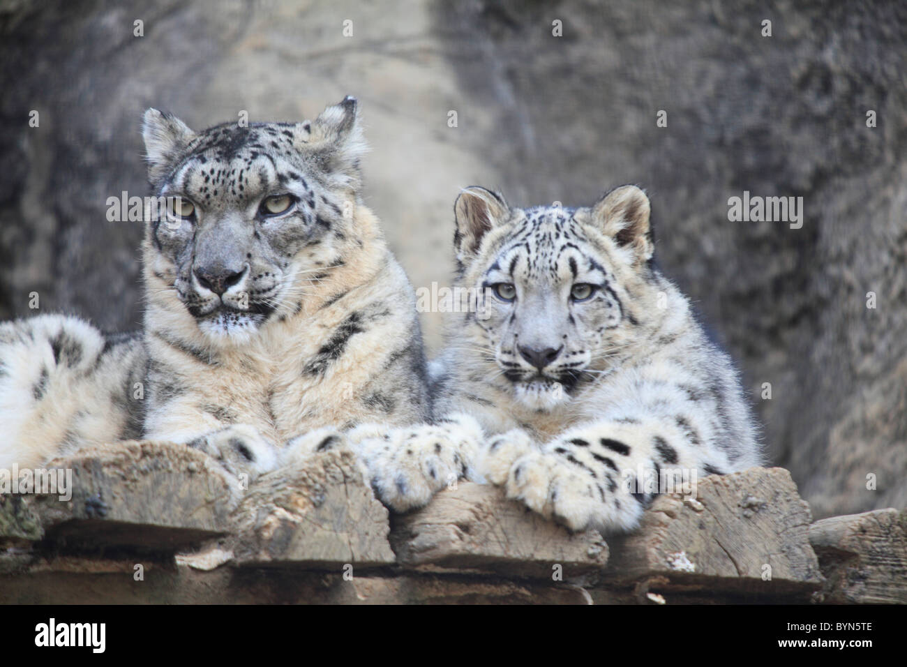 Two Snow Leopards Stock Photo